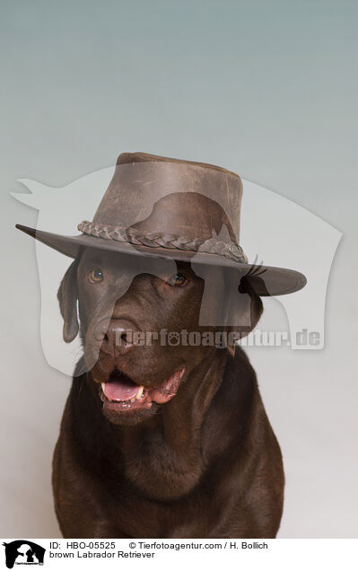 brauner Labrador Retriever / brown Labrador Retriever / HBO-05525