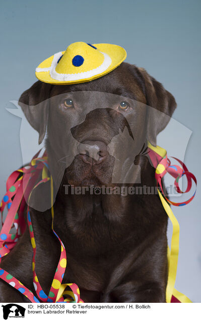 brauner Labrador Retriever / brown Labrador Retriever / HBO-05538