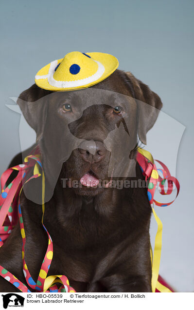 brauner Labrador Retriever / brown Labrador Retriever / HBO-05539