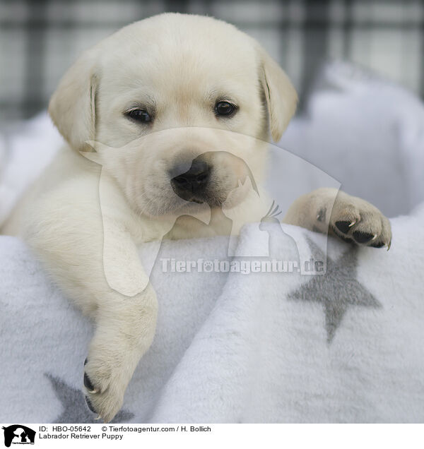 Labrador Retriever Welpe / Labrador Retriever Puppy / HBO-05642