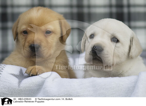 Labrador Retriever Welpen / Labrador Retriever Puppies / HBO-05643