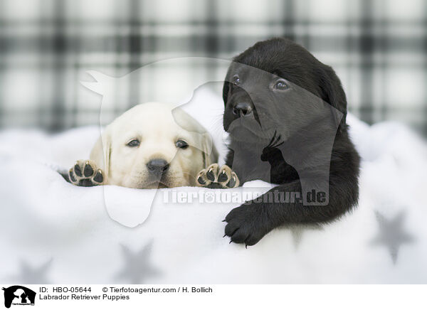 Labrador Retriever Welpen / Labrador Retriever Puppies / HBO-05644