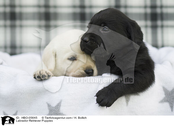 Labrador Retriever Welpen / Labrador Retriever Puppies / HBO-05645