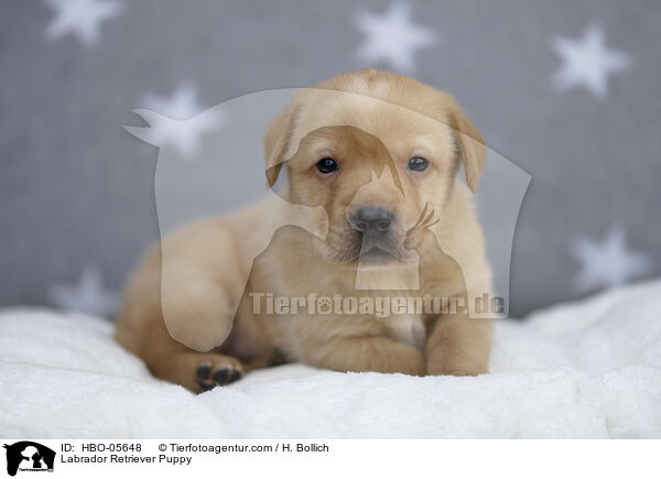 Labrador Retriever Welpe / Labrador Retriever Puppy / HBO-05648