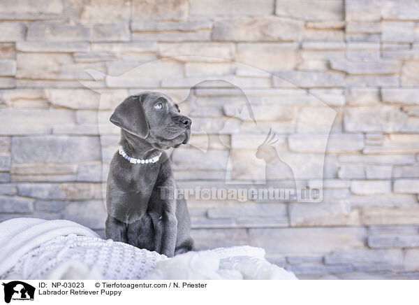 Labrador Retriever Welpe / Labrador Retriever Puppy / NP-03023