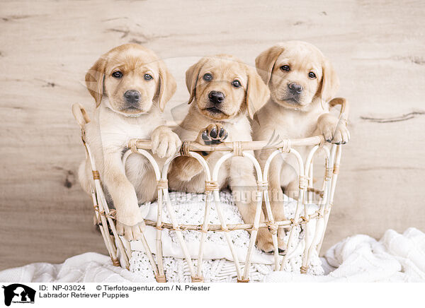 Labrador Retriever Welpen / Labrador Retriever Puppies / NP-03024