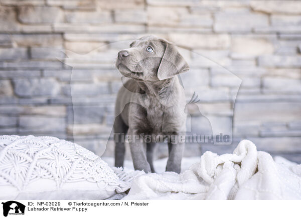 Labrador Retriever Welpe / Labrador Retriever Puppy / NP-03029