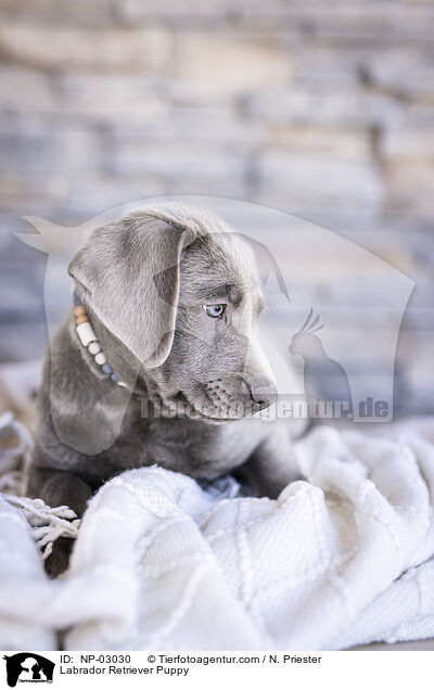Labrador Retriever Welpe / Labrador Retriever Puppy / NP-03030