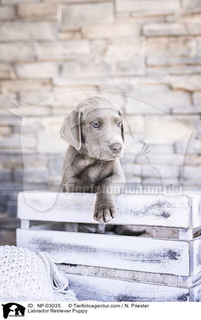 Labrador Retriever Puppy / NP-03035