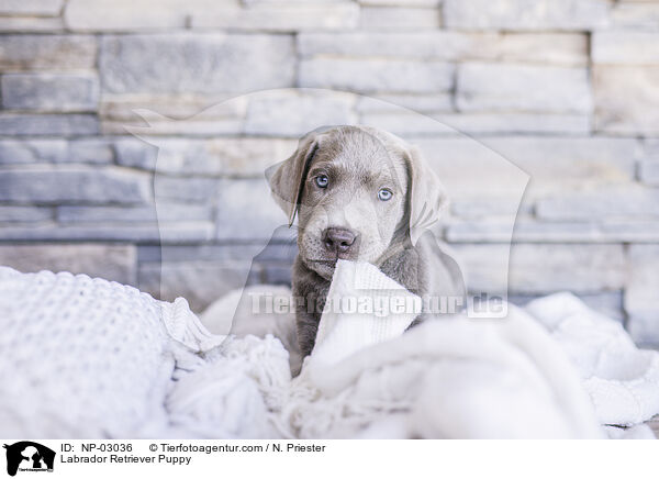 Labrador Retriever Welpe / Labrador Retriever Puppy / NP-03036