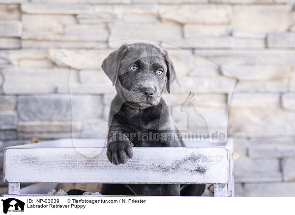 Labrador Retriever Welpe / Labrador Retriever Puppy / NP-03039