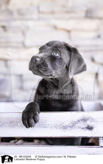 Labrador Retriever Welpe / Labrador Retriever Puppy / NP-03040