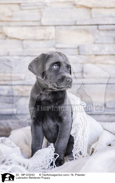 Labrador Retriever Welpe / Labrador Retriever Puppy / NP-03042