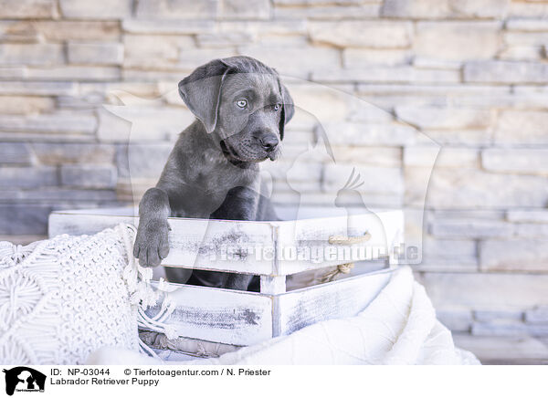 Labrador Retriever Puppy / NP-03044