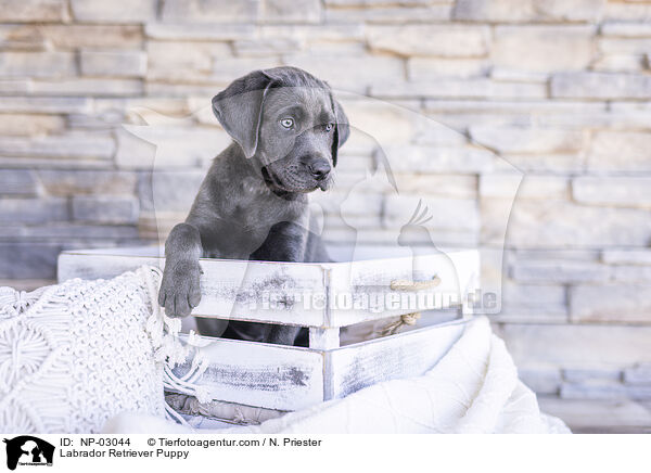 Labrador Retriever Welpe / Labrador Retriever Puppy / NP-03044