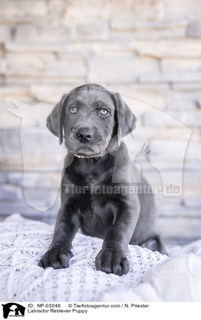 Labrador Retriever Welpe / Labrador Retriever Puppy / NP-03046