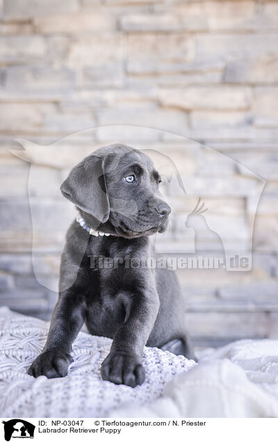 Labrador Retriever Welpe / Labrador Retriever Puppy / NP-03047