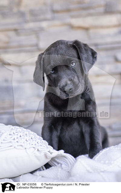Labrador Retriever Puppy / NP-03056