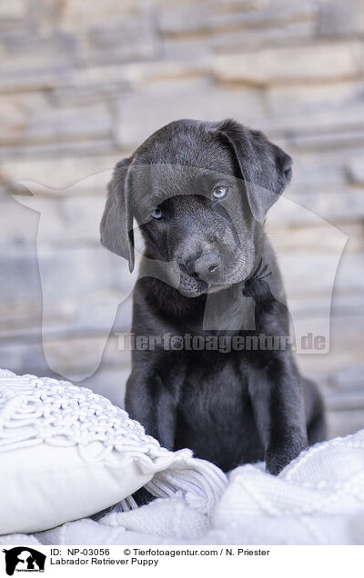Labrador Retriever Welpe / Labrador Retriever Puppy / NP-03056