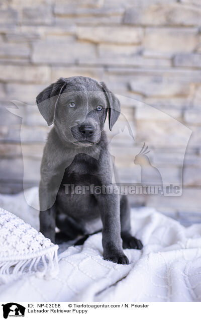 Labrador Retriever Welpe / Labrador Retriever Puppy / NP-03058