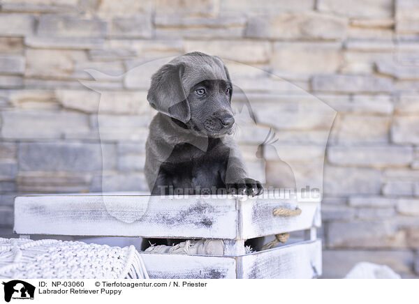 Labrador Retriever Welpe / Labrador Retriever Puppy / NP-03060
