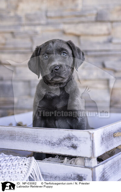 Labrador Retriever Welpe / Labrador Retriever Puppy / NP-03062