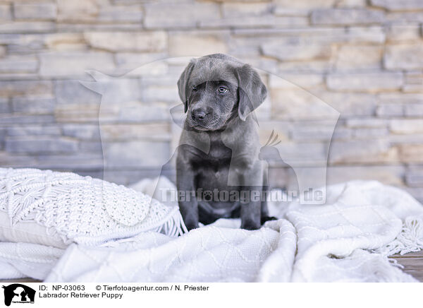 Labrador Retriever Welpe / Labrador Retriever Puppy / NP-03063