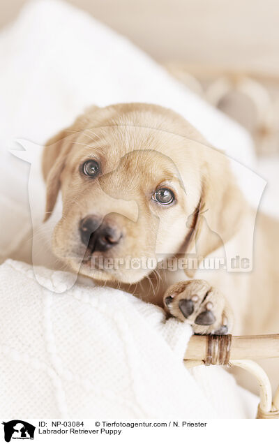 Labrador Retriever Welpe / Labrador Retriever Puppy / NP-03084
