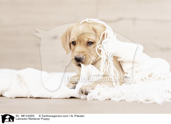 Labrador Retriever Welpe / Labrador Retriever Puppy / NP-03085