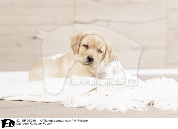 Labrador Retriever Welpe / Labrador Retriever Puppy / NP-03086