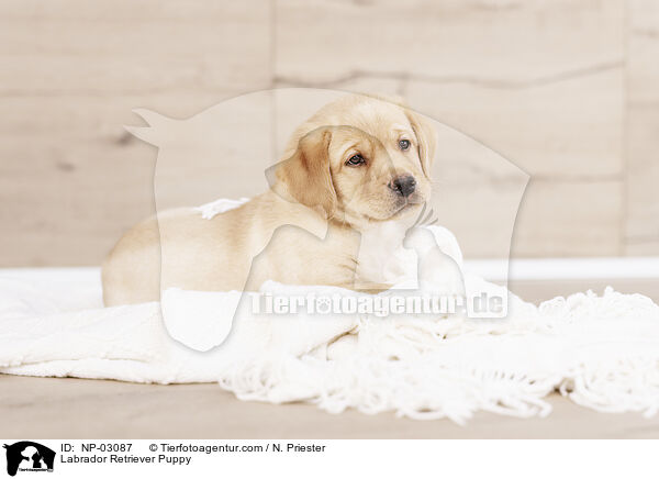 Labrador Retriever Puppy / NP-03087