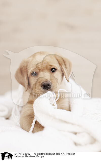 Labrador Retriever Welpe / Labrador Retriever Puppy / NP-03092