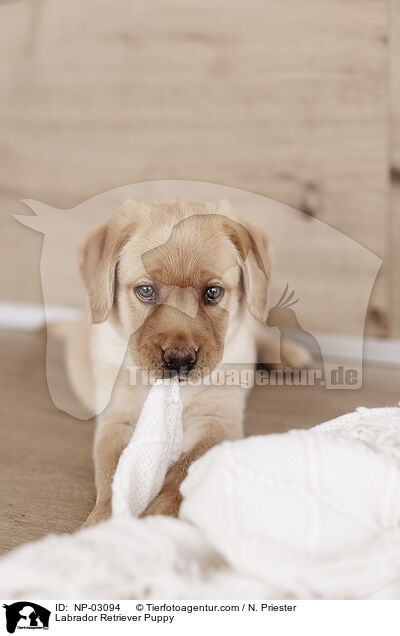 Labrador Retriever Welpe / Labrador Retriever Puppy / NP-03094