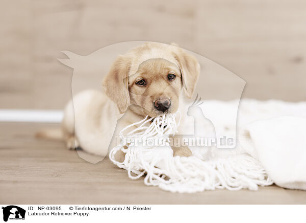 Labrador Retriever Welpe / Labrador Retriever Puppy / NP-03095