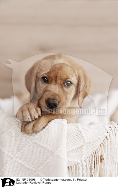 Labrador Retriever Welpe / Labrador Retriever Puppy / NP-03098