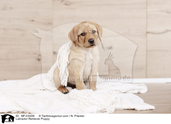 Labrador Retriever Welpe / Labrador Retriever Puppy / NP-03099