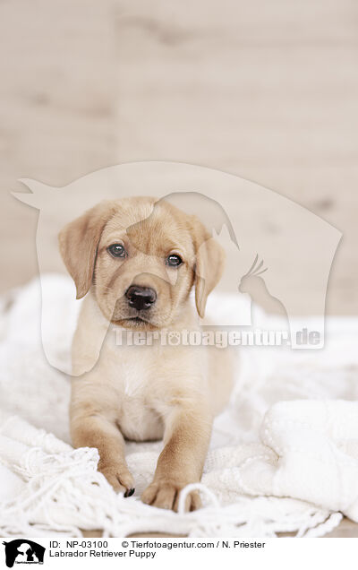 Labrador Retriever Welpe / Labrador Retriever Puppy / NP-03100