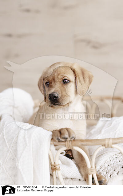 Labrador Retriever Welpe / Labrador Retriever Puppy / NP-03104