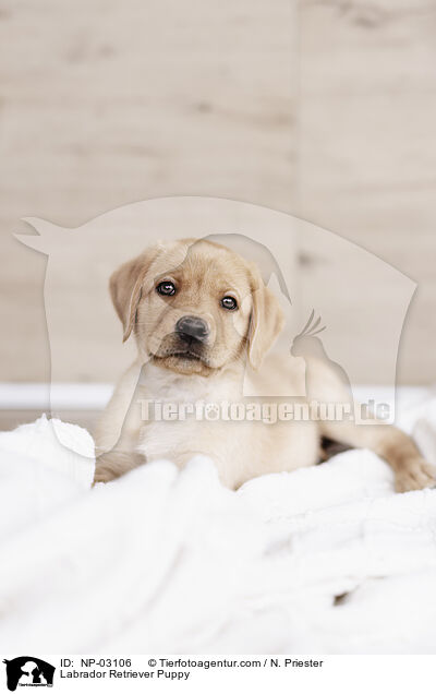 Labrador Retriever Welpe / Labrador Retriever Puppy / NP-03106