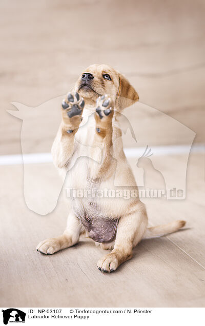 Labrador Retriever Welpe / Labrador Retriever Puppy / NP-03107
