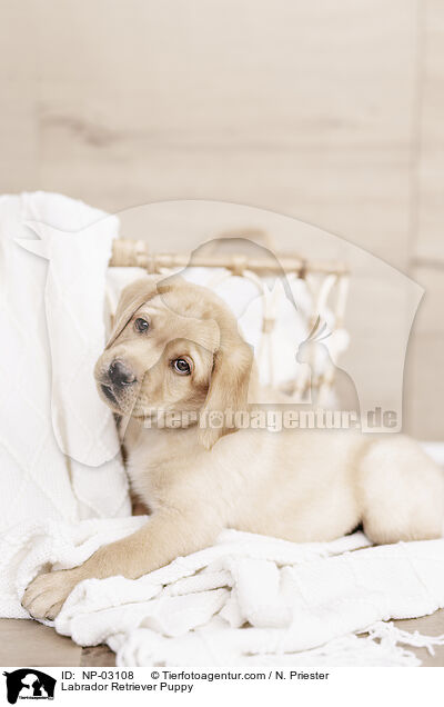 Labrador Retriever Welpe / Labrador Retriever Puppy / NP-03108