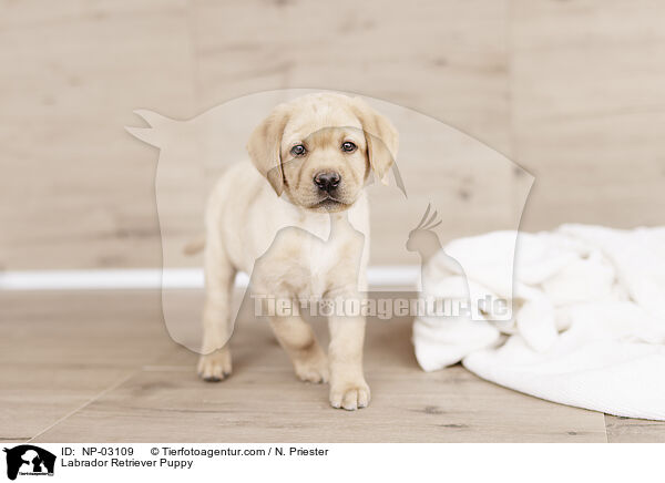 Labrador Retriever Welpe / Labrador Retriever Puppy / NP-03109
