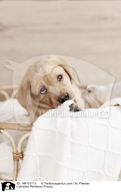 Labrador Retriever Welpe / Labrador Retriever Puppy / NP-03111