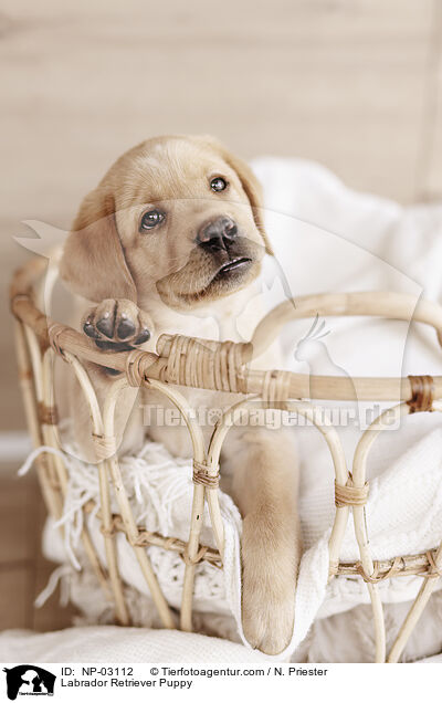 Labrador Retriever Welpe / Labrador Retriever Puppy / NP-03112