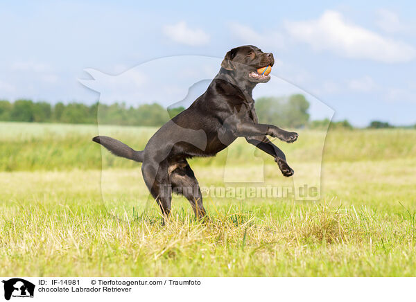 schokobrauner Labrador Retriever / chocolate Labrador Retriever / IF-14981