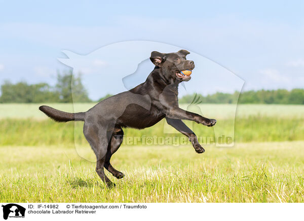 schokobrauner Labrador Retriever / chocolate Labrador Retriever / IF-14982