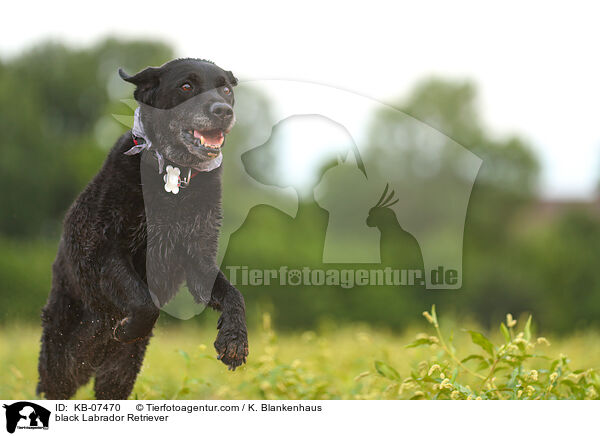 schwarzer Labrador Retriever / black Labrador Retriever / KB-07470