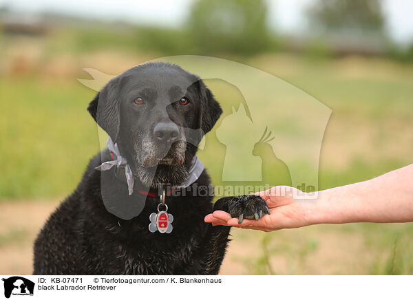 schwarzer Labrador Retriever / black Labrador Retriever / KB-07471
