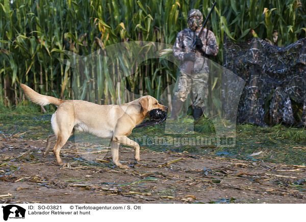 Labrador Retriever bei der Jagd / Labrador Retriever at hunt / SO-03821