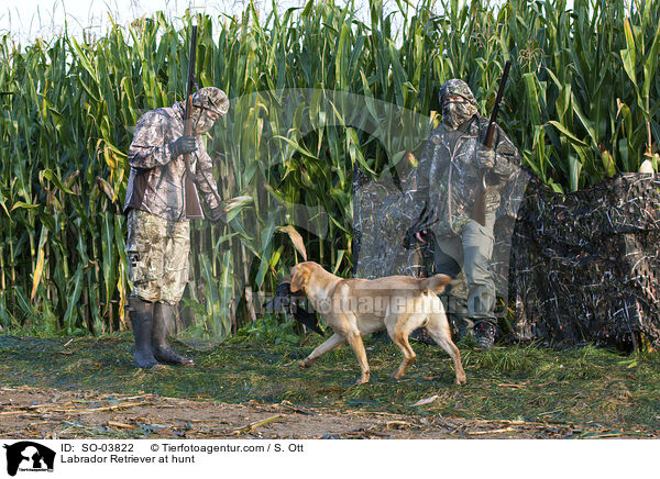 Labrador Retriever bei der Jagd / Labrador Retriever at hunt / SO-03822